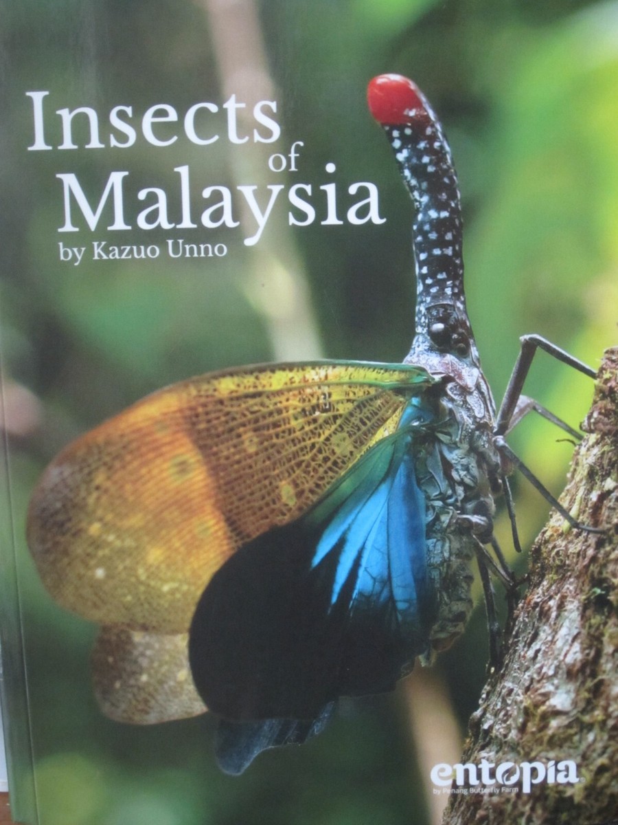 Cover of Where is The Insect