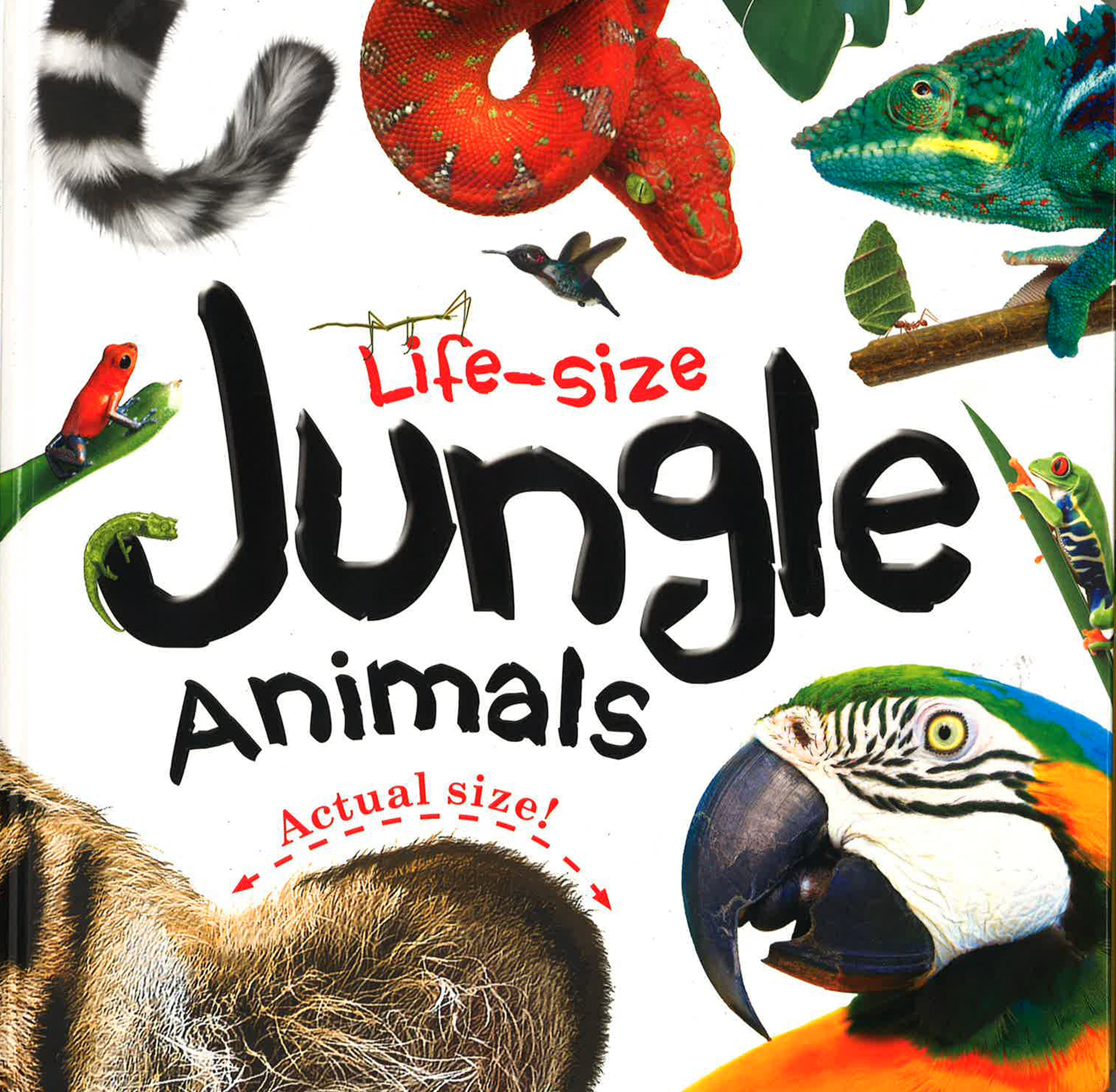 Cover of Life-size Jungle Animals