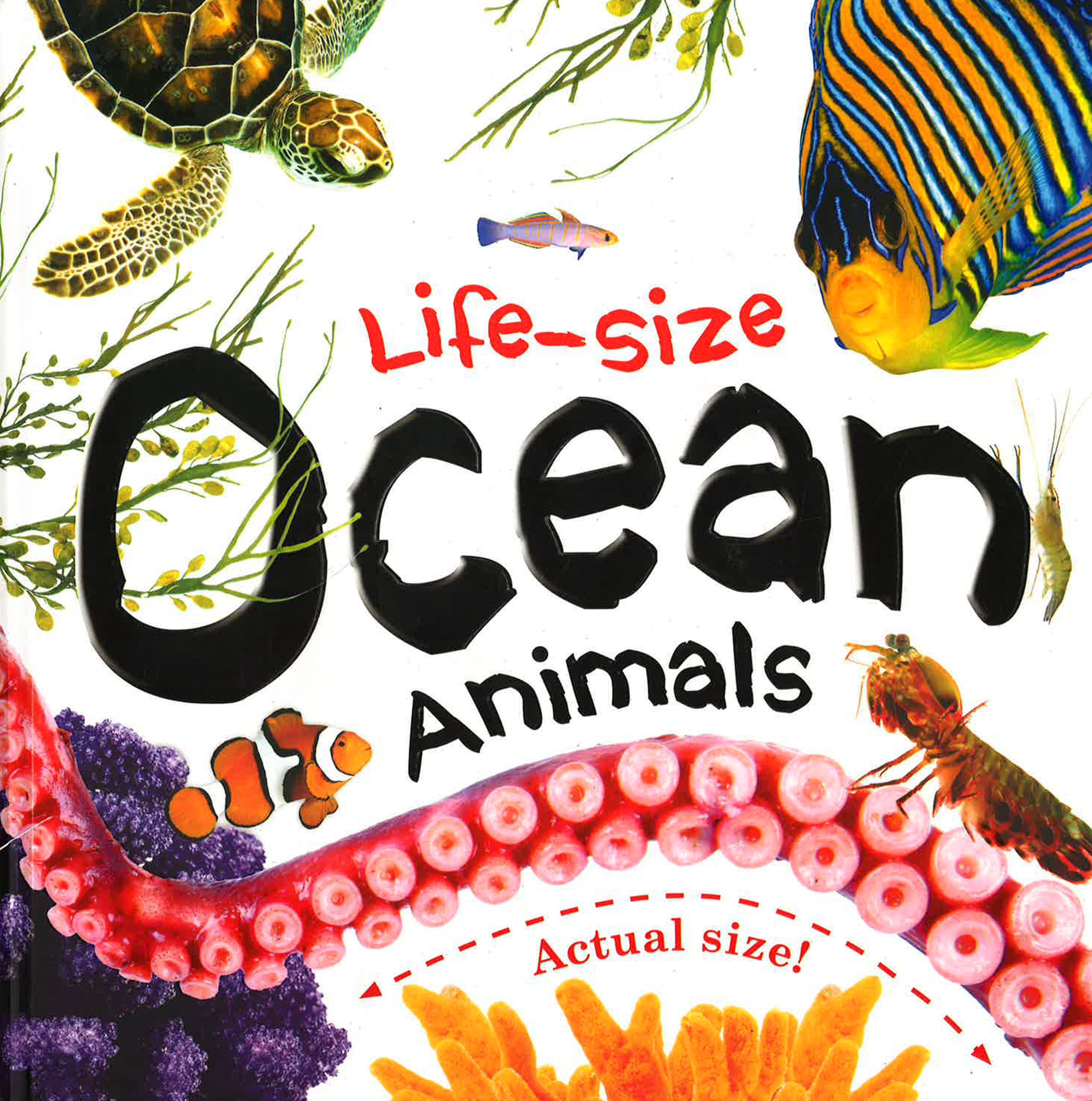 Cover of Life-size Ocean Animals